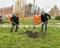 Zaposleni NIS-a zasadili u Pančevu 500 sadnica javora i platana