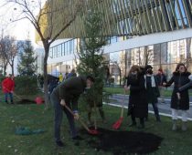 Beograd dobio 225 Pančićevih omorika